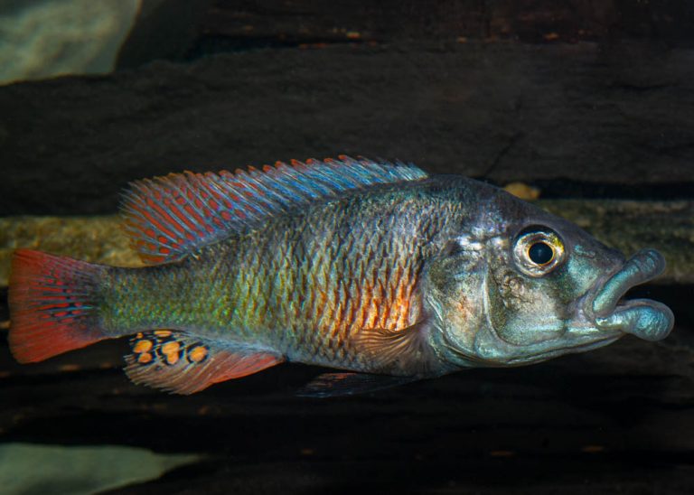 Paralabidochromis chilotes Foto: Michael Persson
