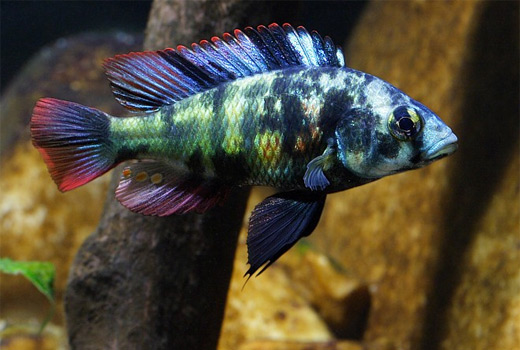 Paralabidochromis chromogynos