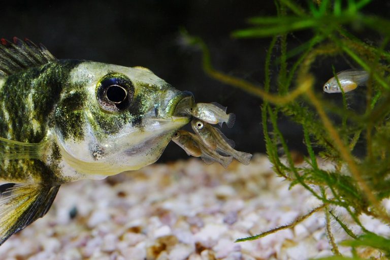 Paralabidochromis chromogynos Foto: Patrick Eriksson