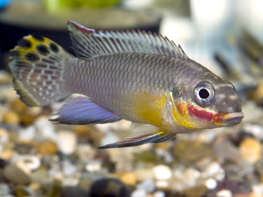Pelvicachromis taeniatus Foto: Michael Persson