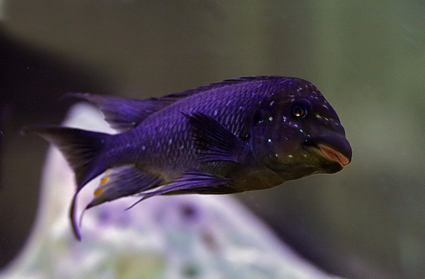 Petrochromis trewavasae Foto: Niclas Olausson