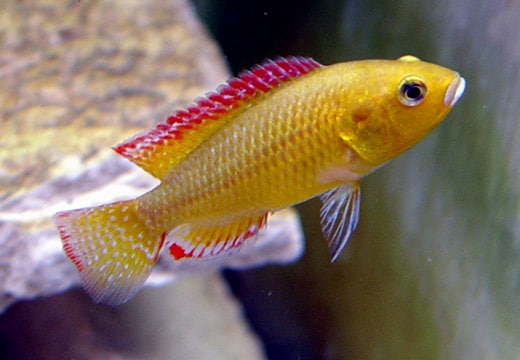 Pseudocrenilabrus multicolor victoriae Foto: Kevin Bauman