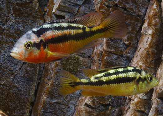 Paralabidochromis sp. 'rock kribensis' Foto: Patrick Eriksson