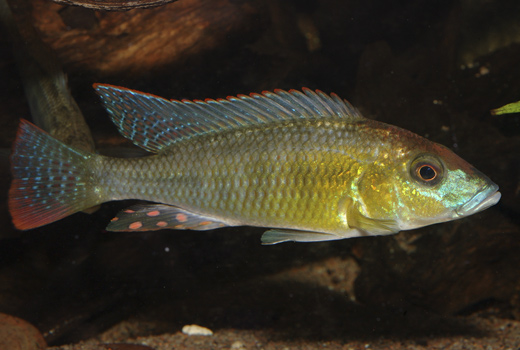 Thoracochromis buysi Foto: Michael Persson
