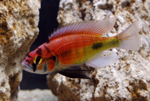 Haplochromis sp. 'kyoga flameback' Foto: Patrick Eriksson