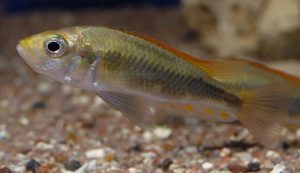 Haplochromis pyrrhocephalus Foto: Michael Persson