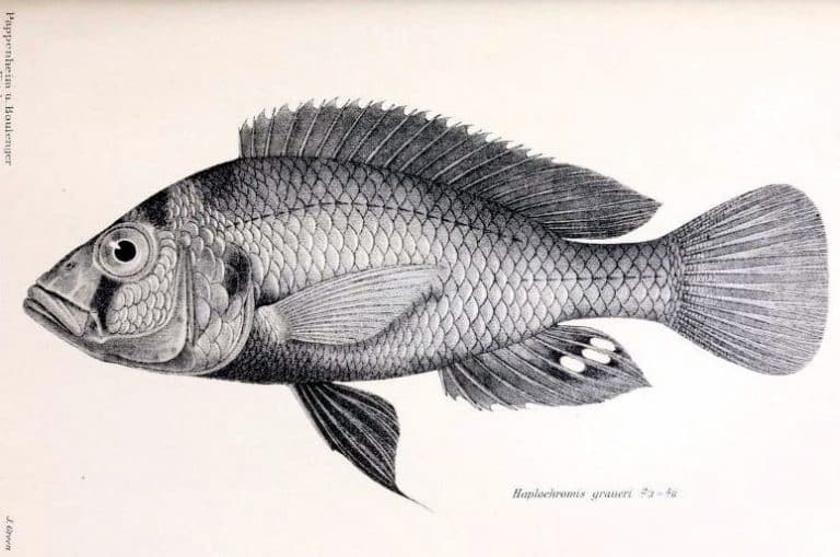 Haplochromis graueri Illustration: Georg Albert Boulenger, Public domain, via Wikimedia Commons