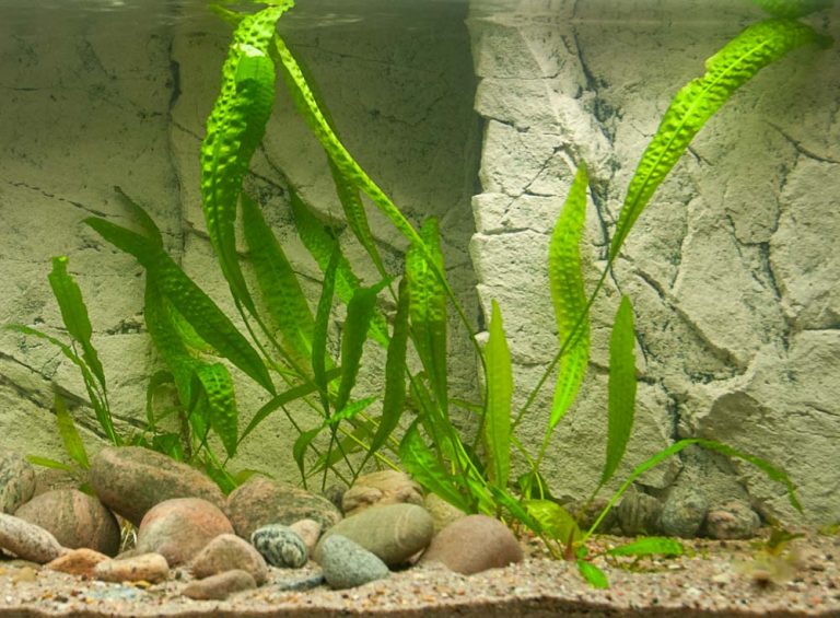 Cryptocoryne aponogetifolia Foto: Michael Persson