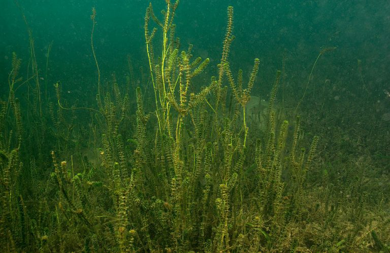 Hydrilla verticillata Foto: Ad Konings