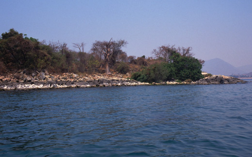 Roger Häggström beskriver en av sina favoritciklider, Nimbochromis linni, bakhållsjägaren från Malawisjön. Ett exempel på en enkel men effektiv jaktteknink.