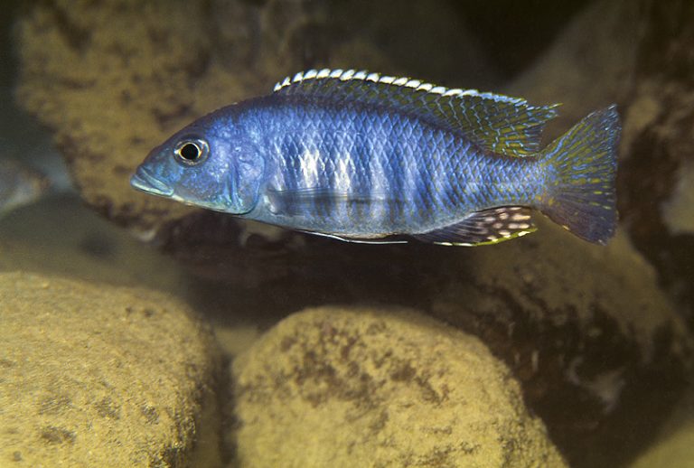 Sciaenochromis ahli Foto: Ad Konings