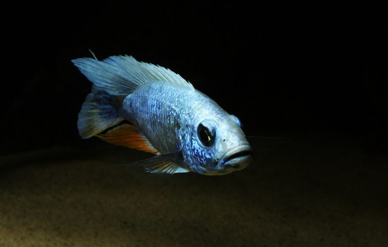 Sciaenochromis fryeri Foto: Håkan Eriksson