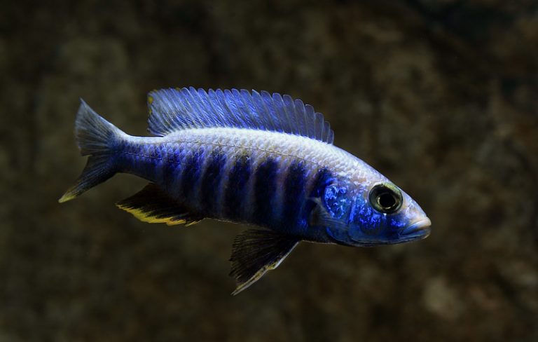 Sciaenochromis fryeri "ghost" Foto: Niclas Olausson