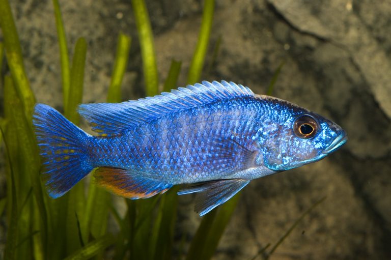 Sciaenochromis fryeri Foto: Michael Persson