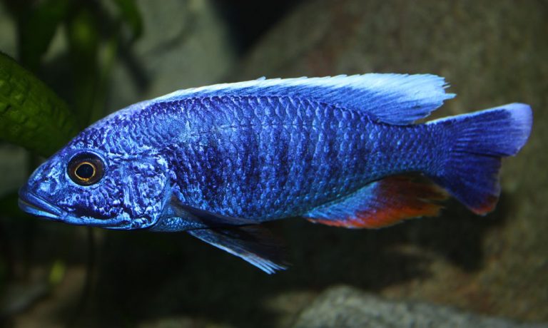 Sciaenochromis fryeri Foto: Stefan Larsson