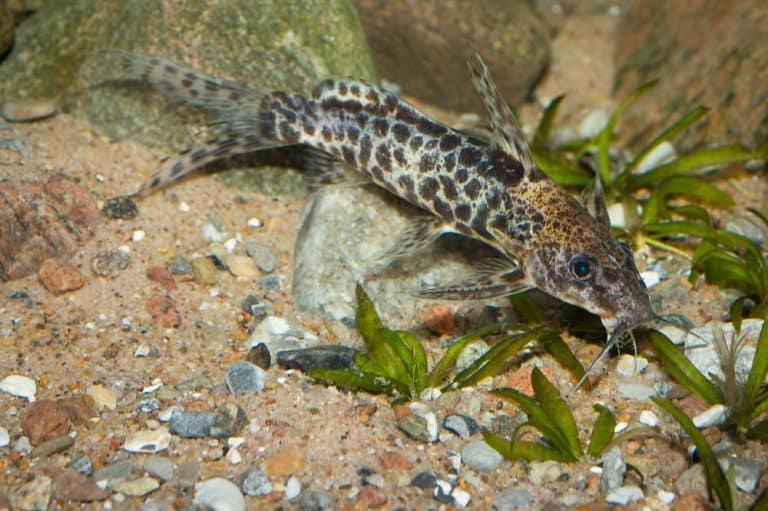 Synodontis camelopardalis Foto: Michael Persson