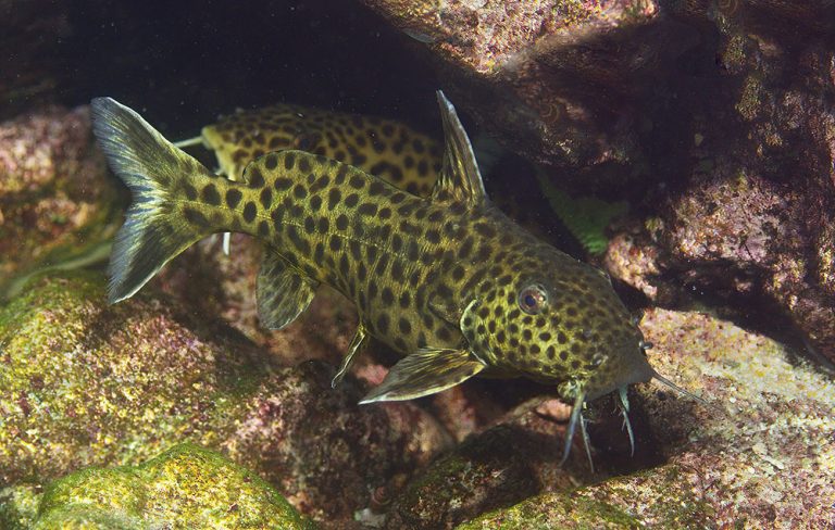 Synodontis melanostictus Foto: Ad Konings