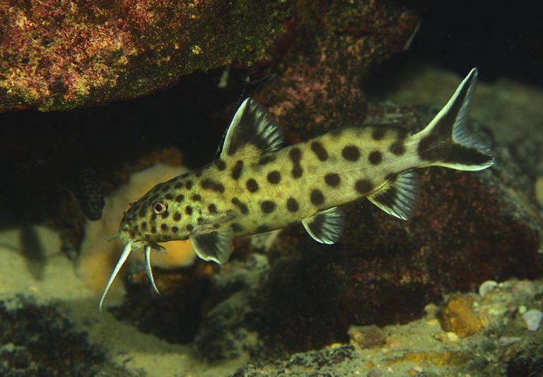 Synodontis petricola Foto: Ad Konings