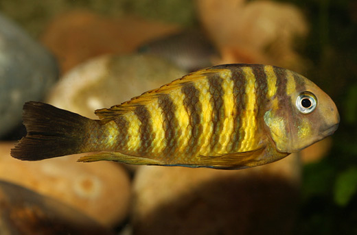 Tropheus brichardi Foto: Christian Alfredsson