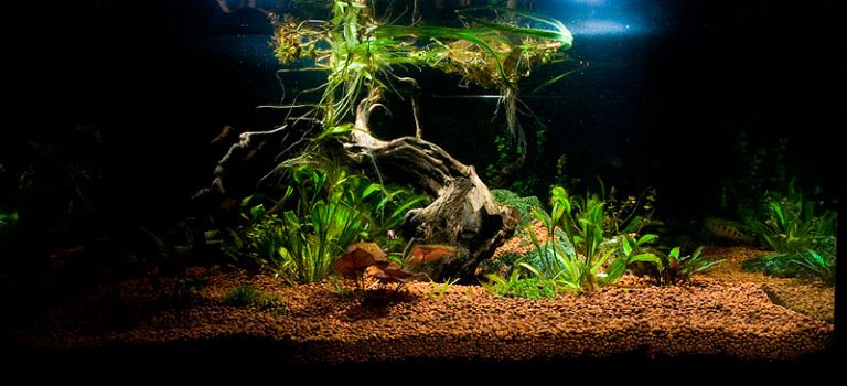 Ett planterat akvarium med västafrikanska ciklider. Foto: Robin Hedström
