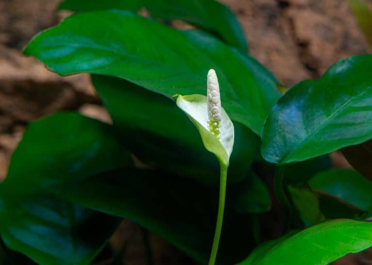 Anubias barteri var. nana 'bigfoot' Foto: Michael Persson