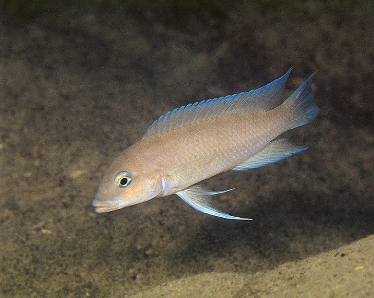 Neolamprologus mondabu Foto: Ad Konings