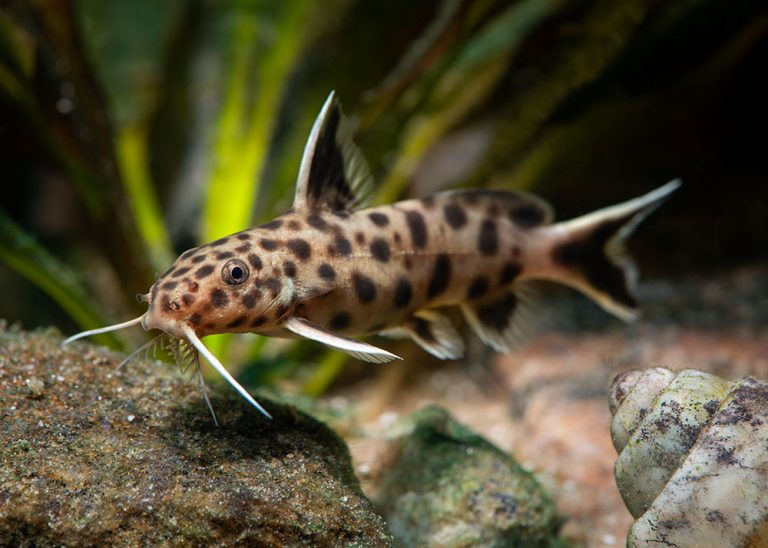 Synodontis petricola Foto: Michael Persson