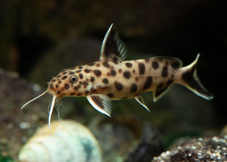 Synodontis petricola Foto: Michael Persson