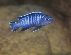 Tropheops kamtambo Foto: Ad Konings