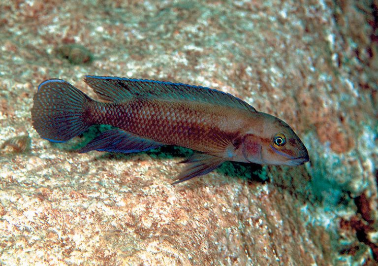 Chalinochromis cyanophleps Foto: Ad Konings