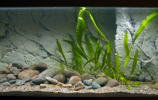 Den här fotoartikeln beskriver steg för steg monteringen av Back to Nature's Slimline-bakgrund i två 152-liters akvarier. Måtten på akvarierna är 95x40x40cm. En bakgrund av var färg används, en vit kalksten och en röd gnejs.