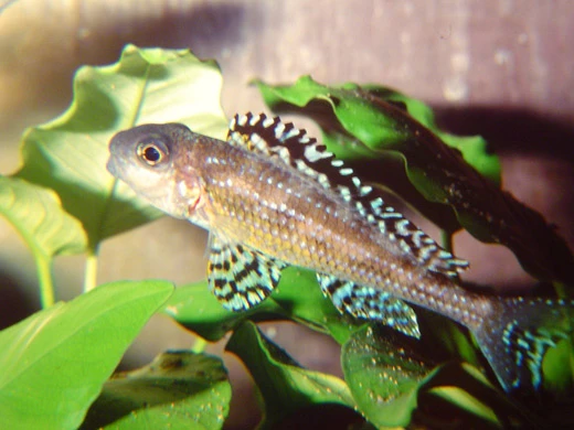 Xenotilapia papilio Foto: Roman Cuynen