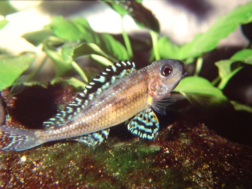 Vad händer när en ovanlig och känslig ciklid ändå börjar leka i akvarium? Roman Cuynen delar med sig av sin första odlingserfarenhet med Xenotilapia papilio "Tembwe" – en resa genom små framsteg, misstag och lärdomar, där fiskarnas naturliga beteende står i fokus.