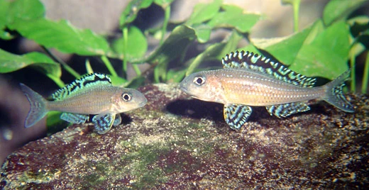 Vad händer när en ovanlig och känslig ciklid ändå börjar leka i akvarium? Roman Cuynen delar med sig av sin första odlingserfarenhet med Xenotilapia papilio "Tembwe" – en resa genom små framsteg, misstag och lärdomar, där fiskarnas naturliga beteende står i fokus.