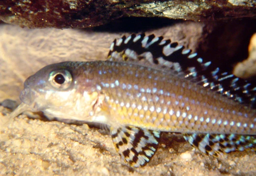 Vad händer när en ovanlig och känslig ciklid ändå börjar leka i akvarium? Roman Cuynen delar med sig av sin första odlingserfarenhet med Xenotilapia papilio "Tembwe" – en resa genom små framsteg, misstag och lärdomar, där fiskarnas naturliga beteende står i fokus.