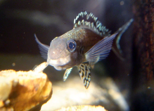 Vad händer när en ovanlig och känslig ciklid ändå börjar leka i akvarium? Roman Cuynen delar med sig av sin första odlingserfarenhet med Xenotilapia papilio "Tembwe" – en resa genom små framsteg, misstag och lärdomar, där fiskarnas naturliga beteende står i fokus.