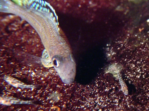 Vad händer när en ovanlig och känslig ciklid ändå börjar leka i akvarium? Roman Cuynen delar med sig av sin första odlingserfarenhet med Xenotilapia papilio "Tembwe" – en resa genom små framsteg, misstag och lärdomar, där fiskarnas naturliga beteende står i fokus.