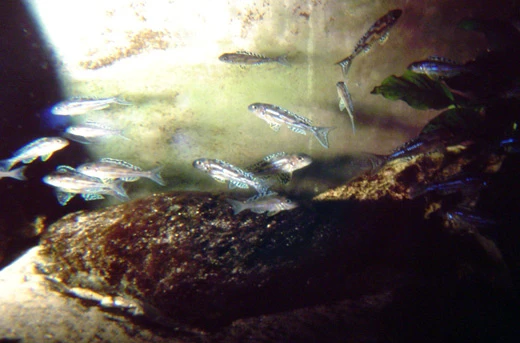 Vad händer när en ovanlig och känslig ciklid ändå börjar leka i akvarium? Roman Cuynen delar med sig av sin första odlingserfarenhet med Xenotilapia papilio "Tembwe" – en resa genom små framsteg, misstag och lärdomar, där fiskarnas naturliga beteende står i fokus.