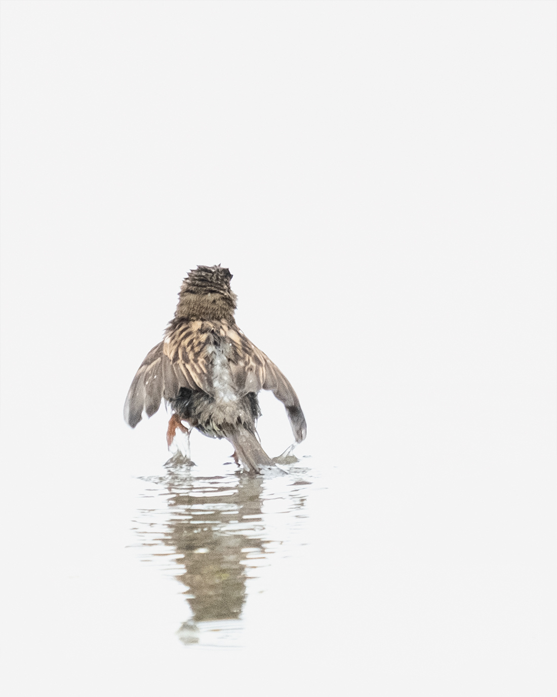 DSCF7550-1-WEB-house sparrow – bathing – ciliestad