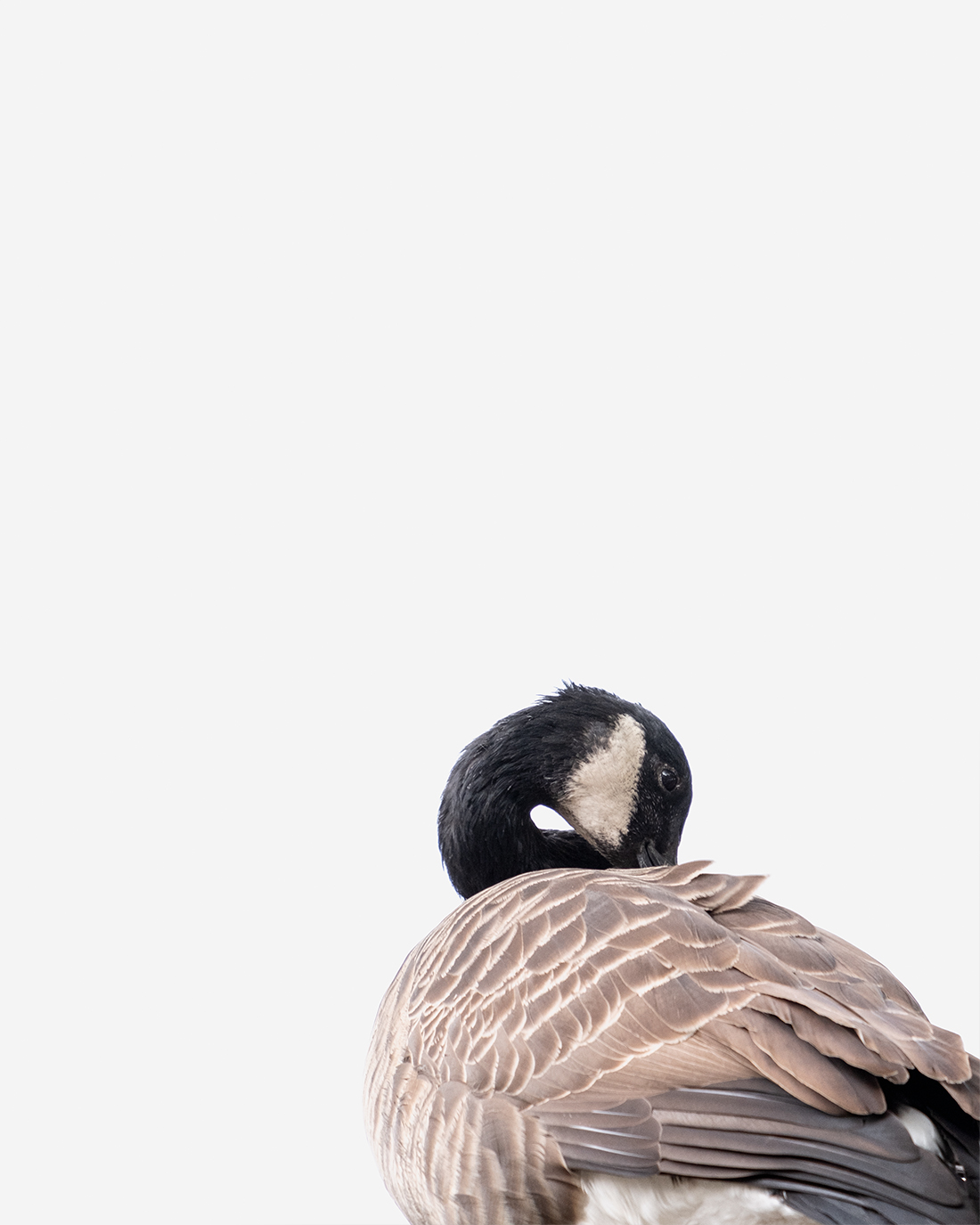 DSCF2939-new edit-birds london-canada goose-st jameses park-ceciliejystad