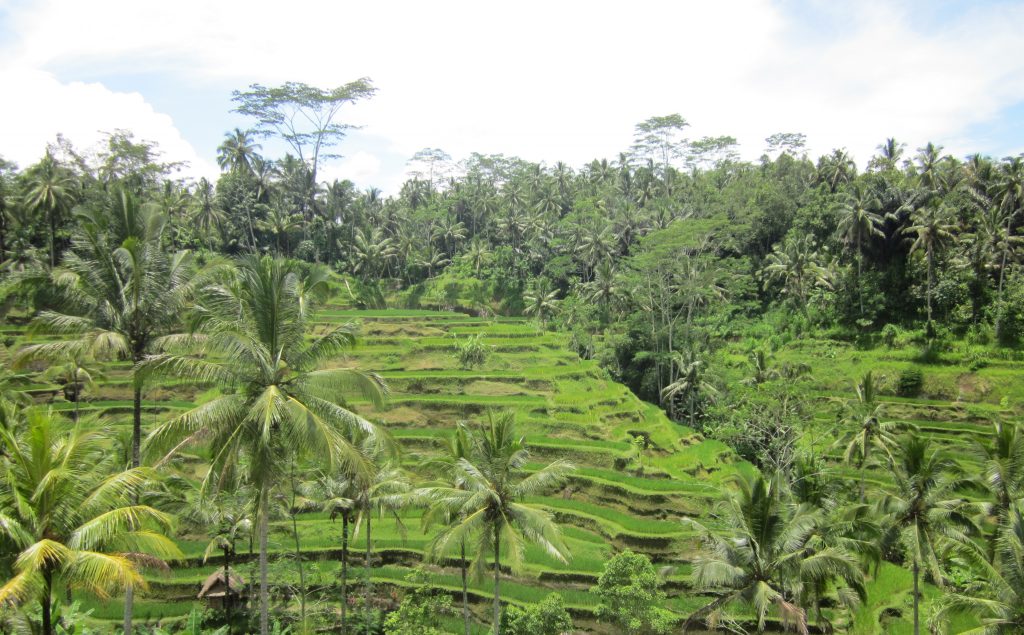 Risteresser på Bali