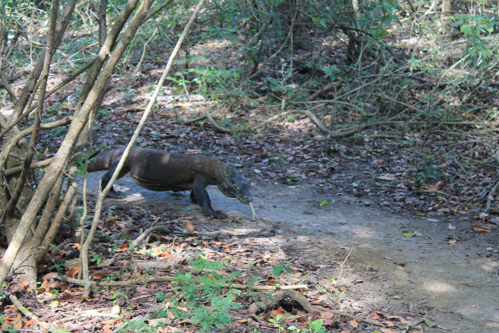 Komodovaran på Rinca Island