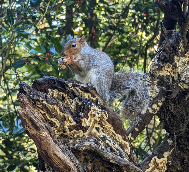 Kelsey Park