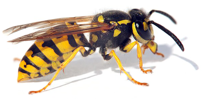 European common wasp
