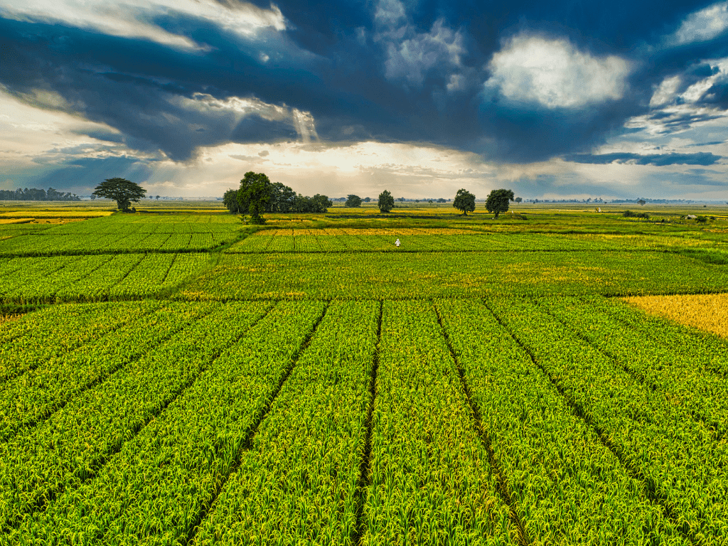 Starlink and private 5g internet connectivity for farming