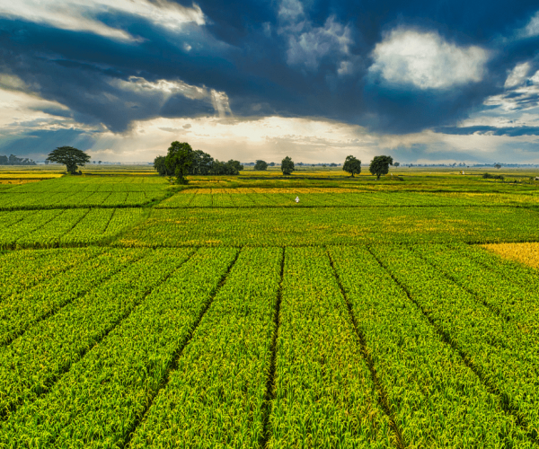 Starlink and private 5g internet connectivity for farming