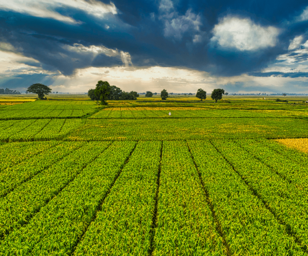 website featured images (10) Starlink and private 5g internet connectivity for farming