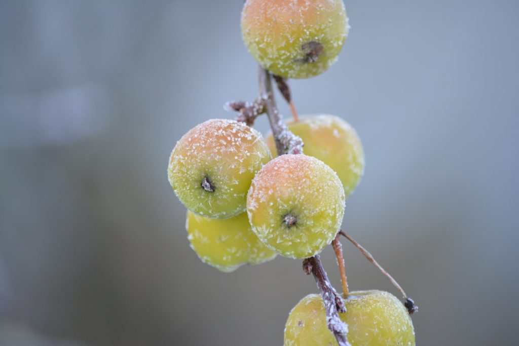 frozen apples