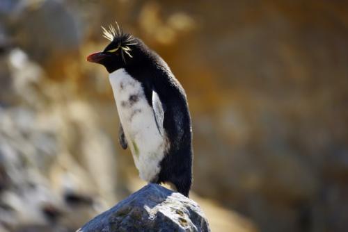 Falkland-Rockhopper