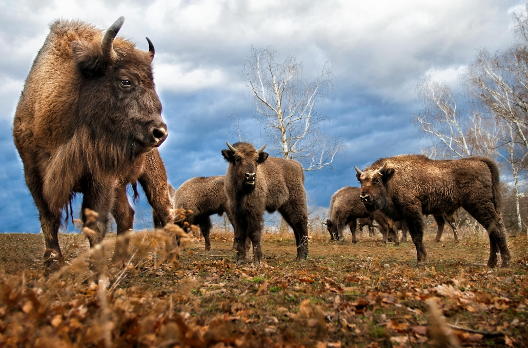 Rewilding restores ecosystems, boosts biodiversity, and fights climate change by reintroducing key species like bison to their natural habitats.